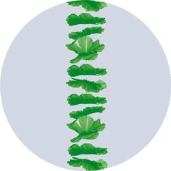 green silk leis